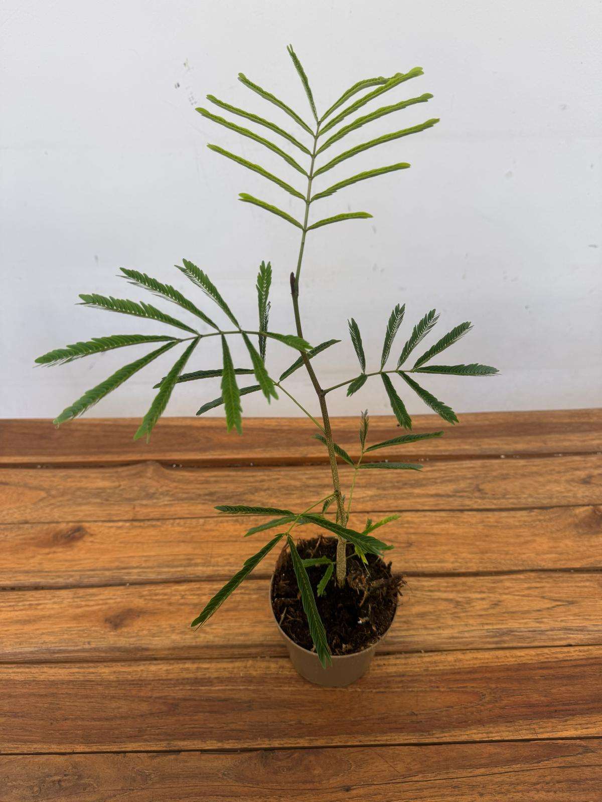 Cojoba Arborea - V.11 - Image 2