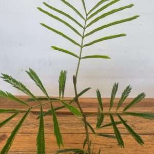 Cojoba Arborea - V.11