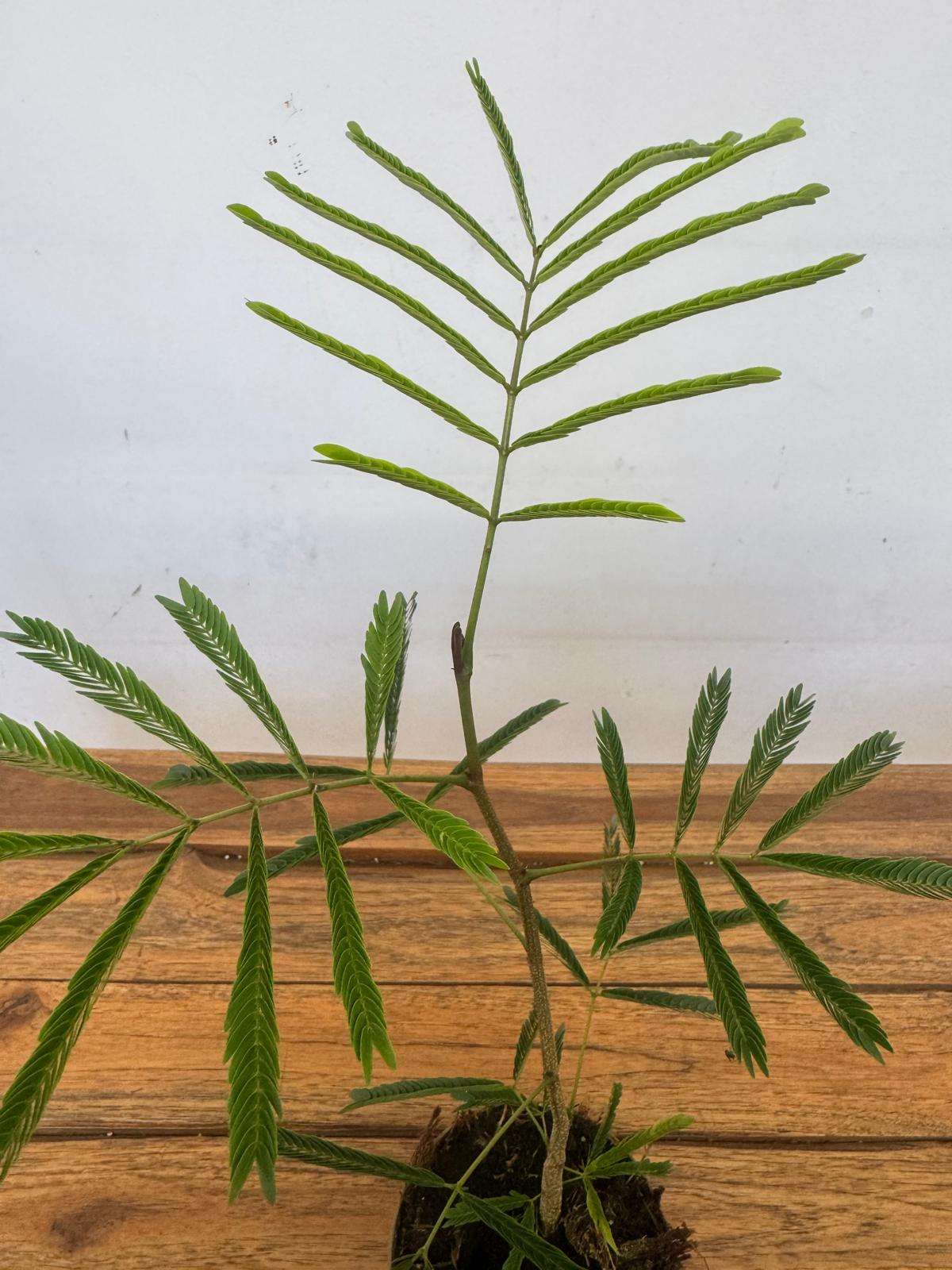 Cojoba Arborea - V.11