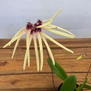 Bulbophyllum 'Makoyanum' - V.12
