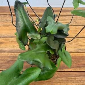 Hemionitis Arifolia - V.12