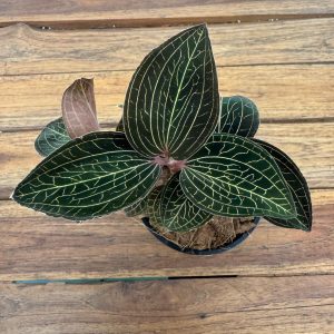 Anoectochilus 'Burmannicus' - V.9