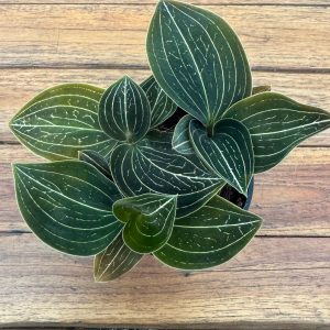 Ludisia 'Lemon' - V.9