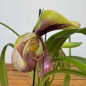 Paphiopedilum - V.9