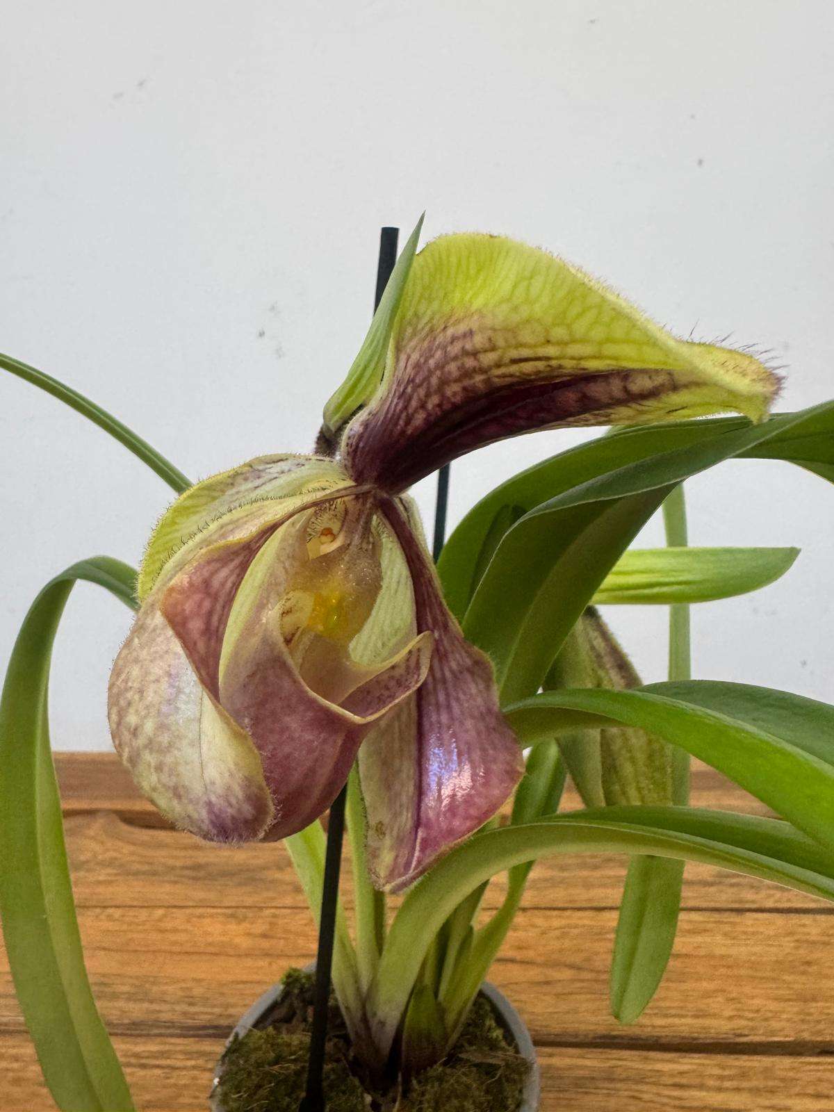 Paphiopedilum - V.9
