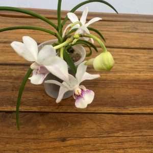 Vanda - V.6