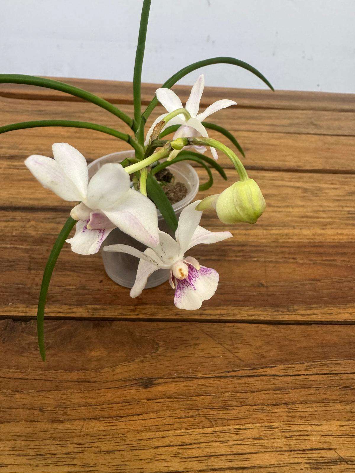 Vanda - V.6