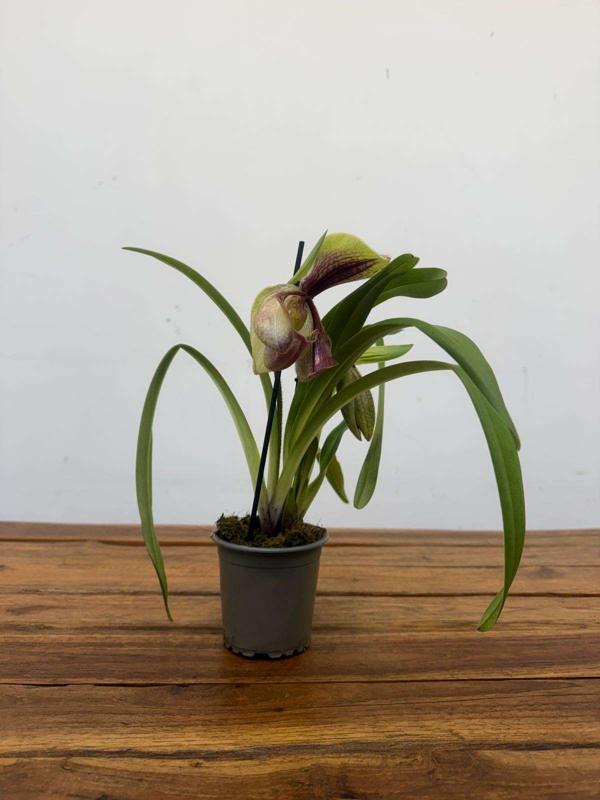 Paphiopedilum - V.9 - Image 2