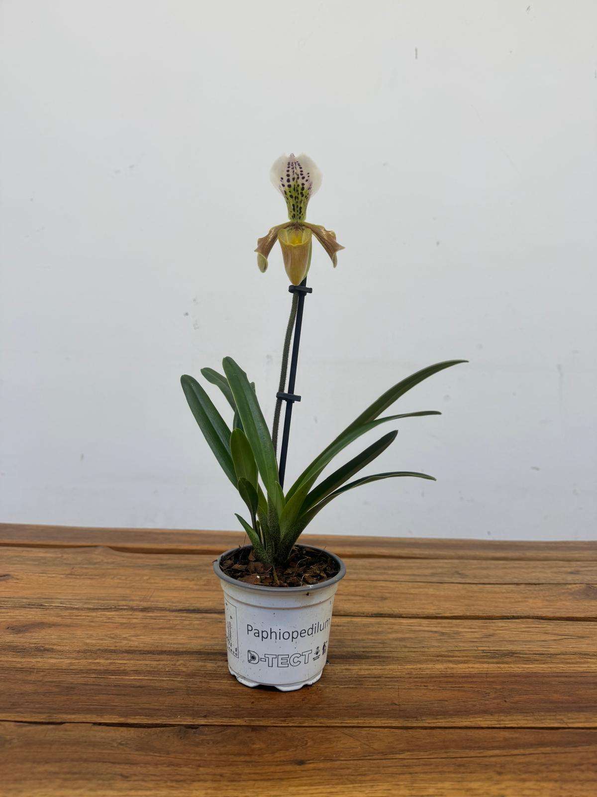 Paphiopedilum - V.9 - Image 2