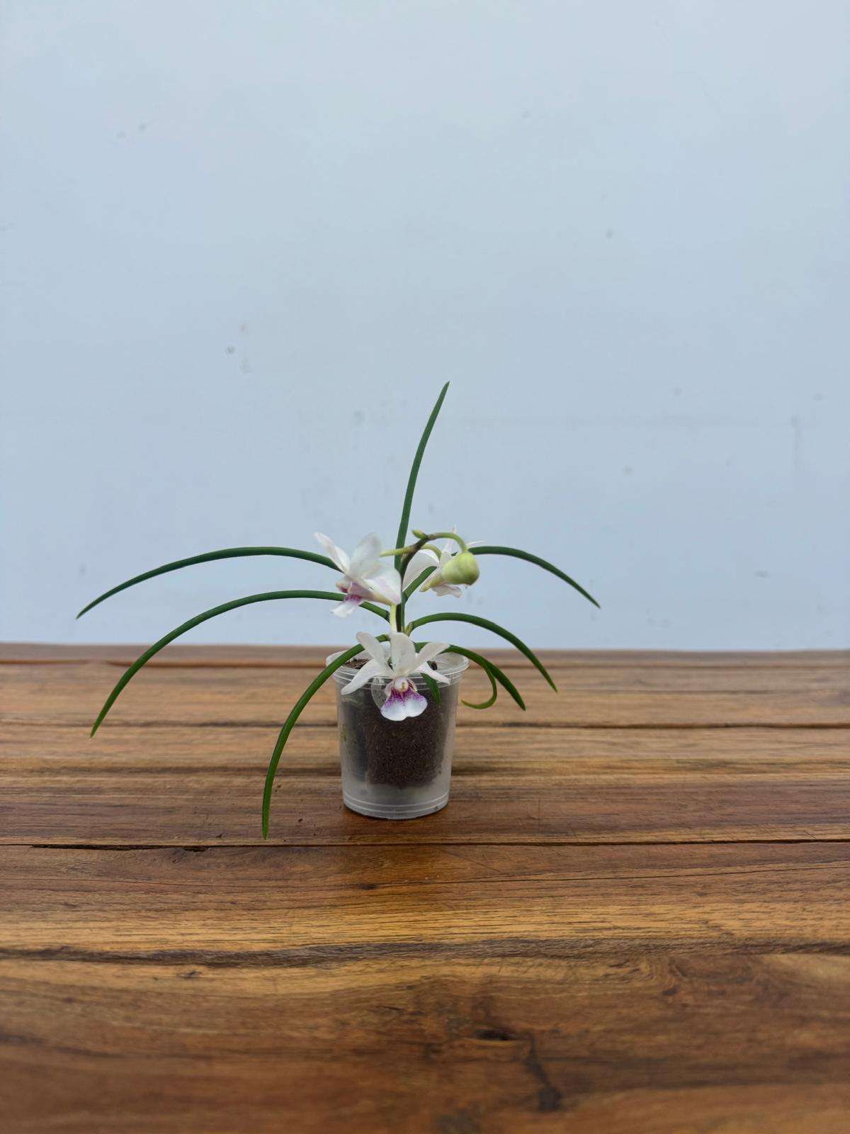 Vanda - V.6 - Image 2