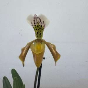 Paphiopedilum - V.9