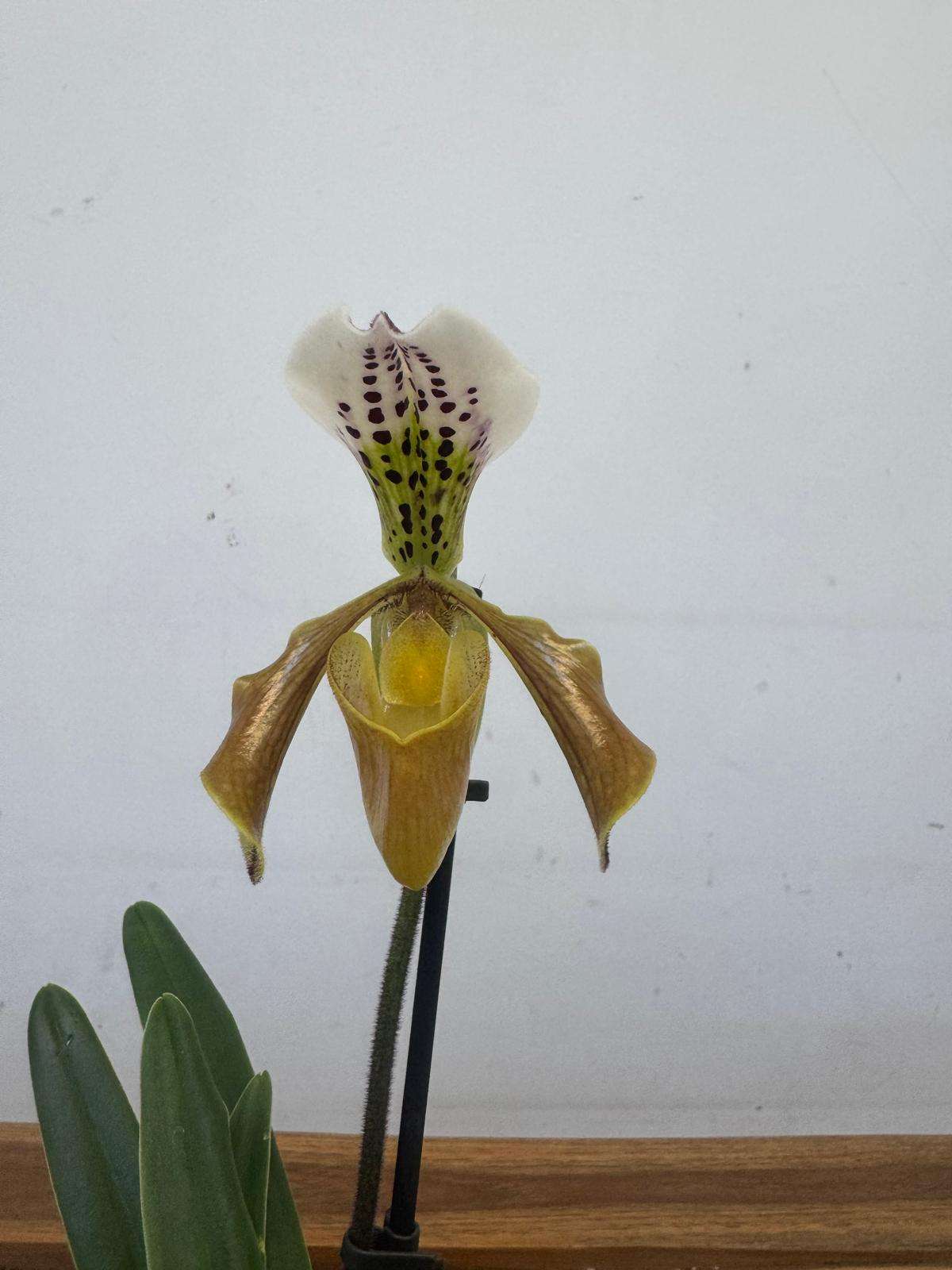 Paphiopedilum - V.9