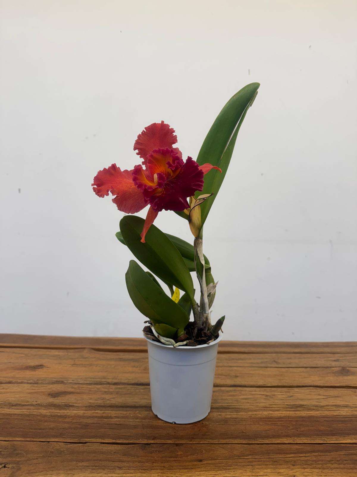 Cattleya 'Nakornchaisri Red Papaya' V.12 - Image 2