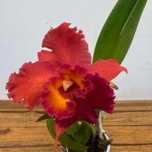 Cattleya 'Nakornchaisri Red Papaya' V.12
