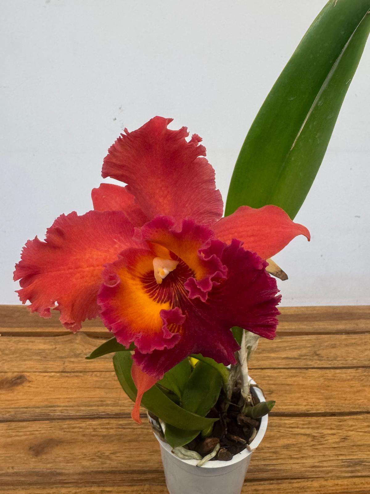 Cattleya 'Nakornchaisri Red Papaya' V.12