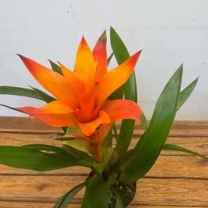 Guzmania - V.12