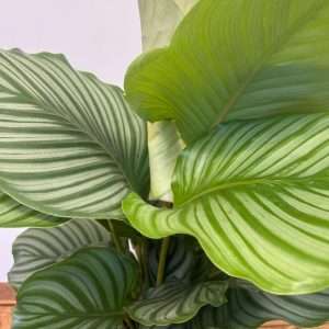 Calathea Orbifolia - V.19
