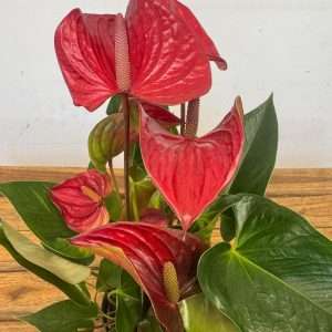 Anthurium - V.12