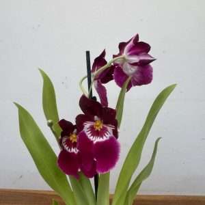 Miltonia - V.12