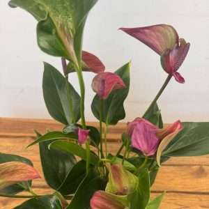 Anthurium - V.12