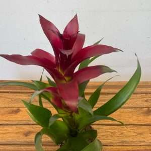 Guzmania - V.12