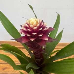 Guzmania - V.12