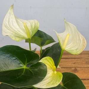 Anthurium - V.12