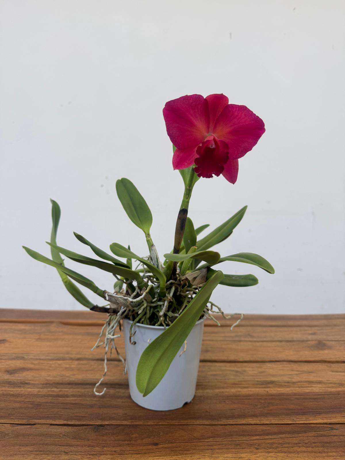 Cattleya - V.12 - Image 2