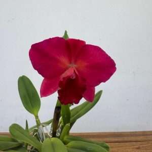 Cattleya - V.12