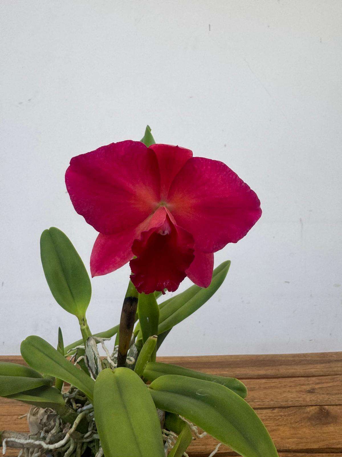 Cattleya - V.12