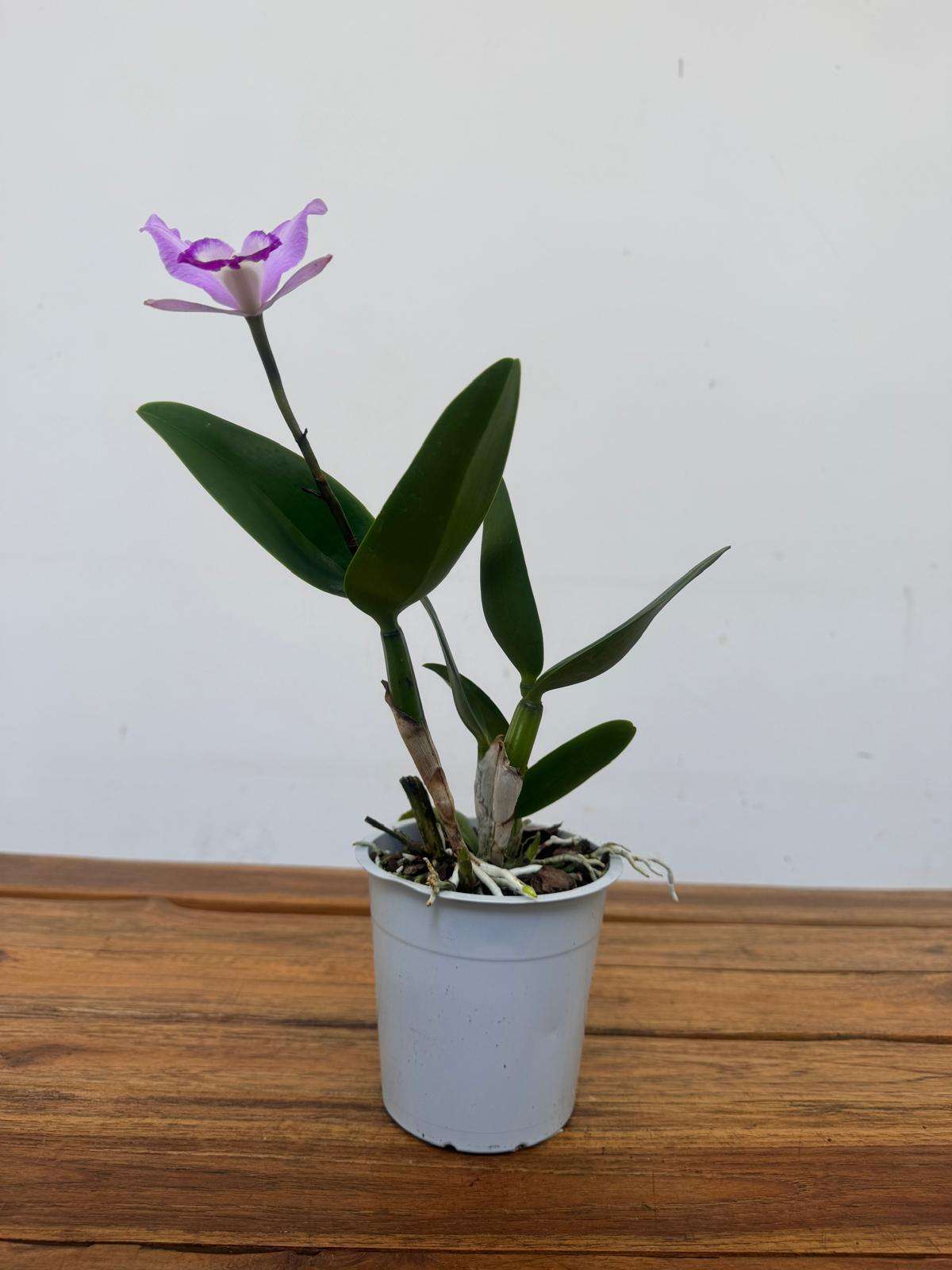 Cattleya - V.12 - Image 2