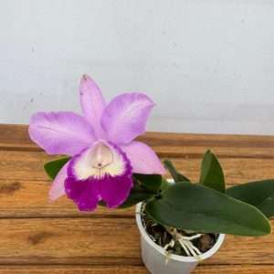 Cattleya - V.12