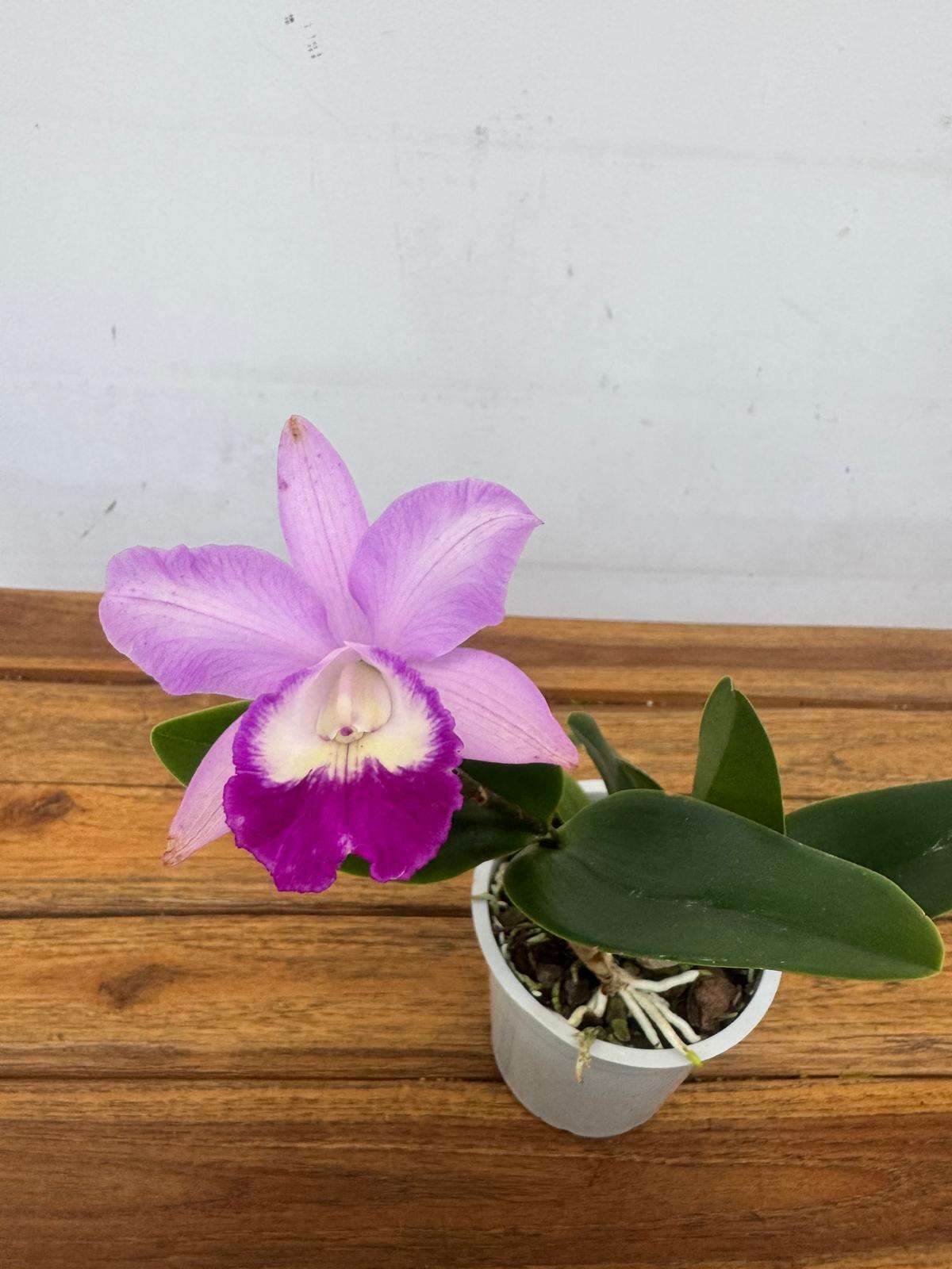 Cattleya - V.12