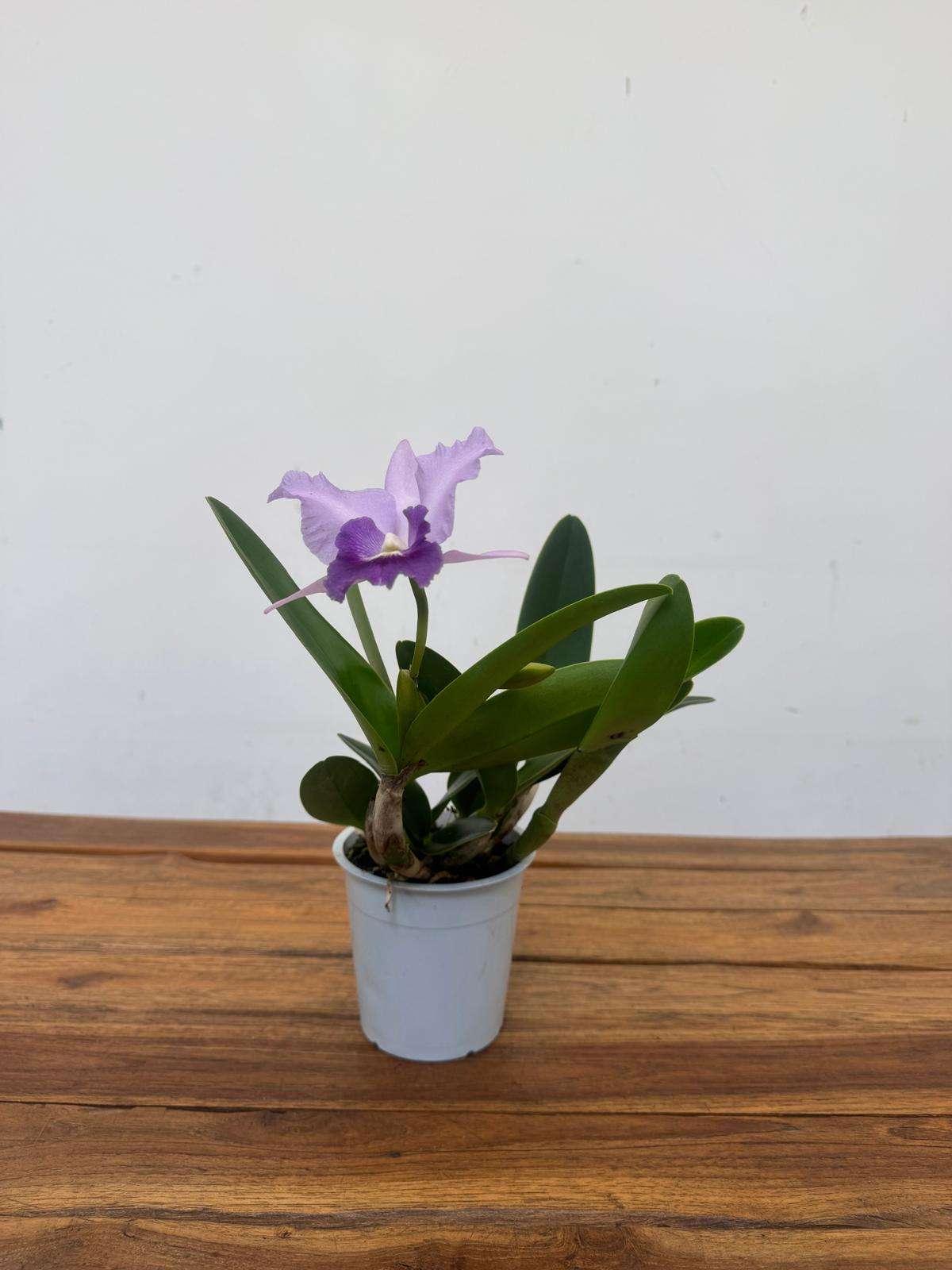 Cattleya - V.12 - Image 2