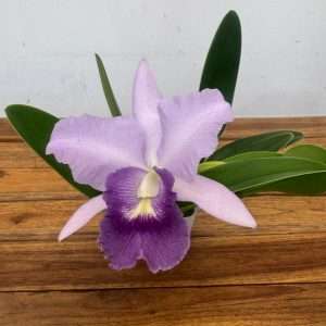 Cattleya - V.12