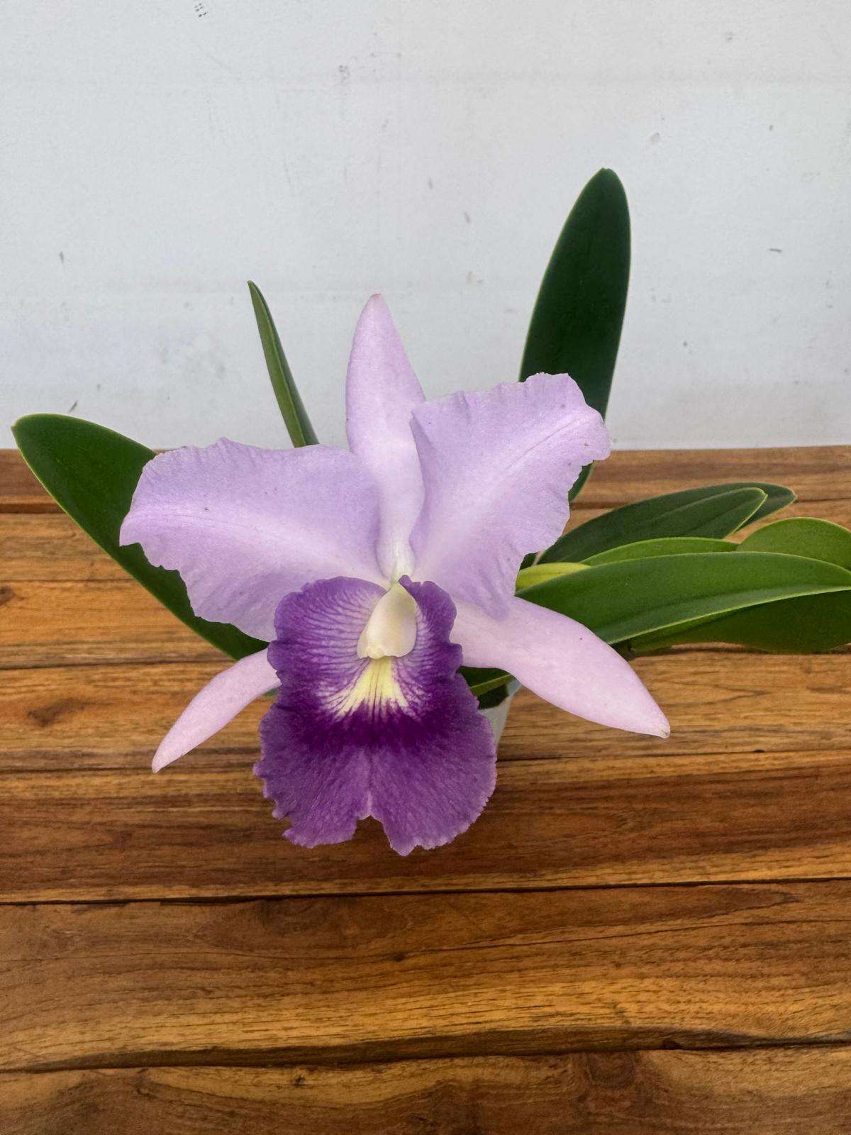 Cattleya - V.12
