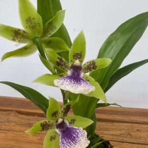 Zygopetalum – V.12