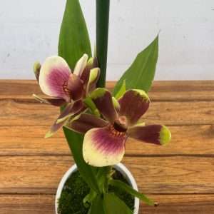 Zygopetalum – V.12