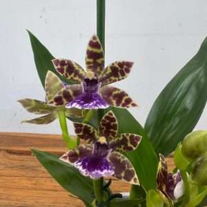 Zygopetalum – V.12