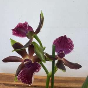 Zygopetalum – V.12