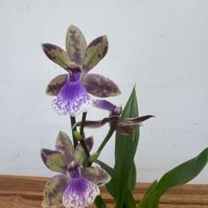 Zygopetalum – V.12