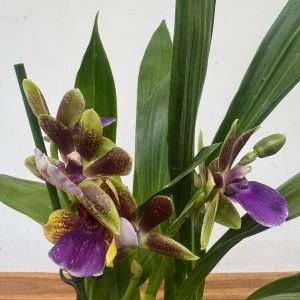 Zygopetalum – V.12