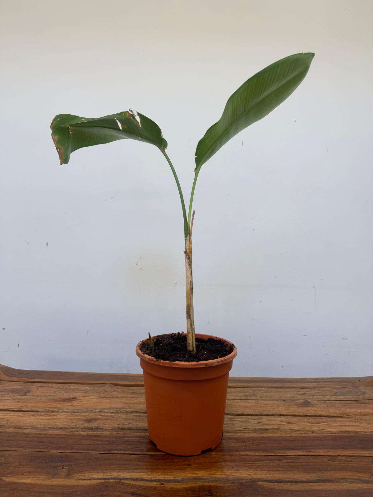 Helicônia Caribaea 'Purpurea' - V.18 - Image 3