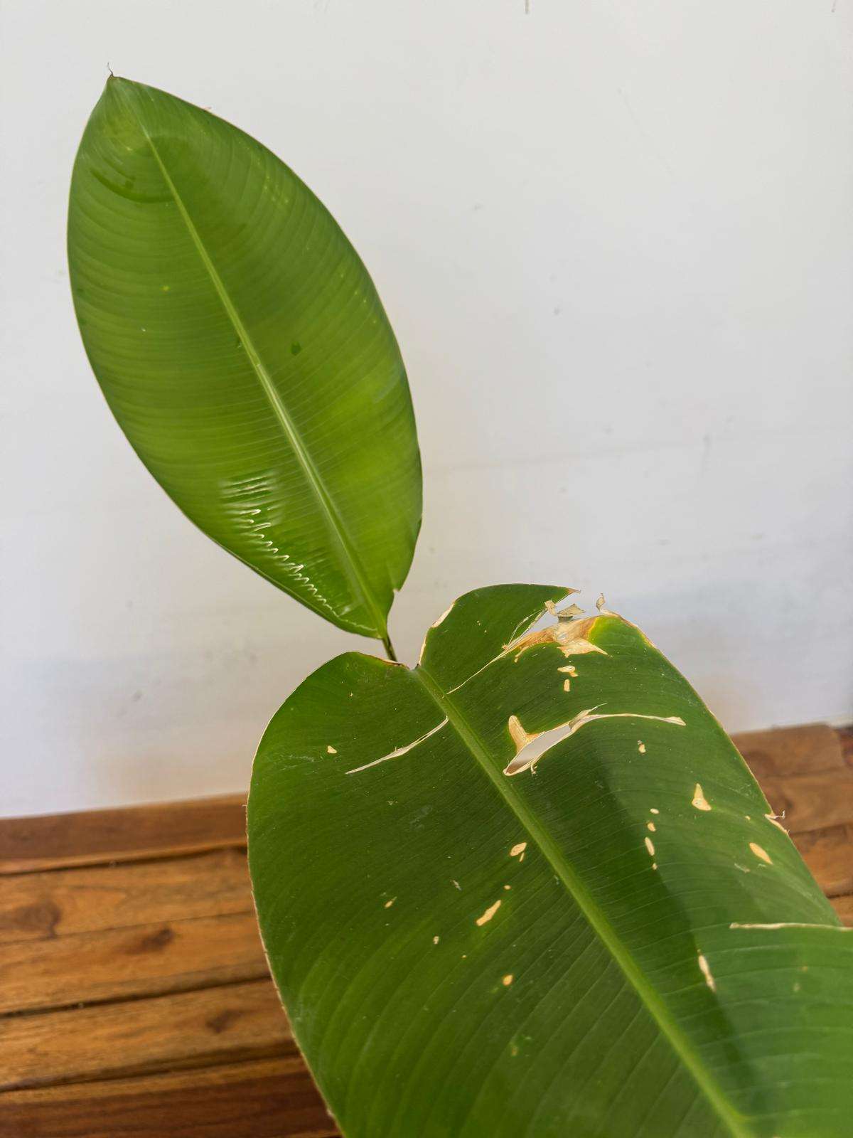 Helicônia Caribaea 'Purpurea' - V.18 - Image 2