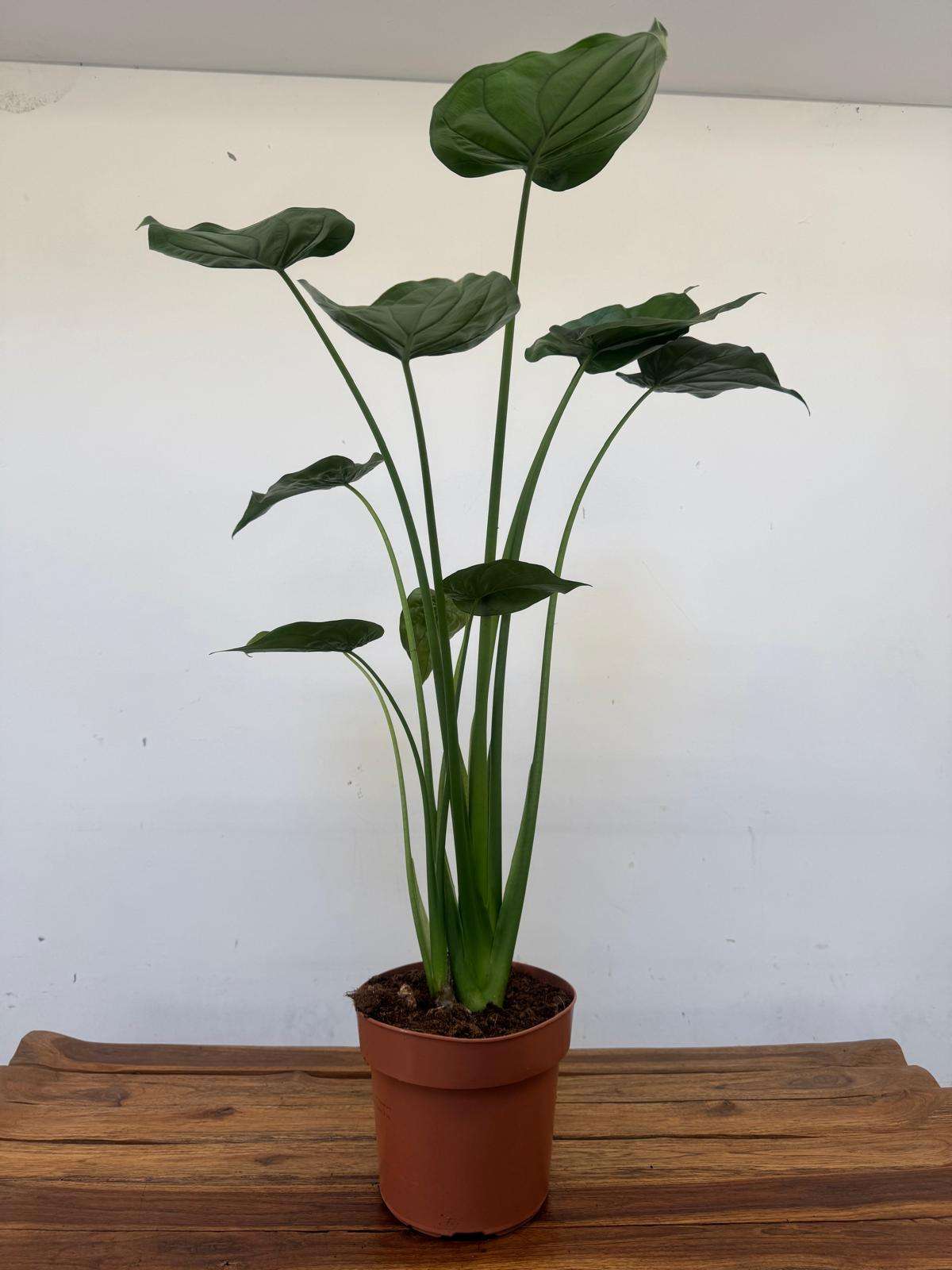 Alocasia Cuccullata - V.21 - Image 3