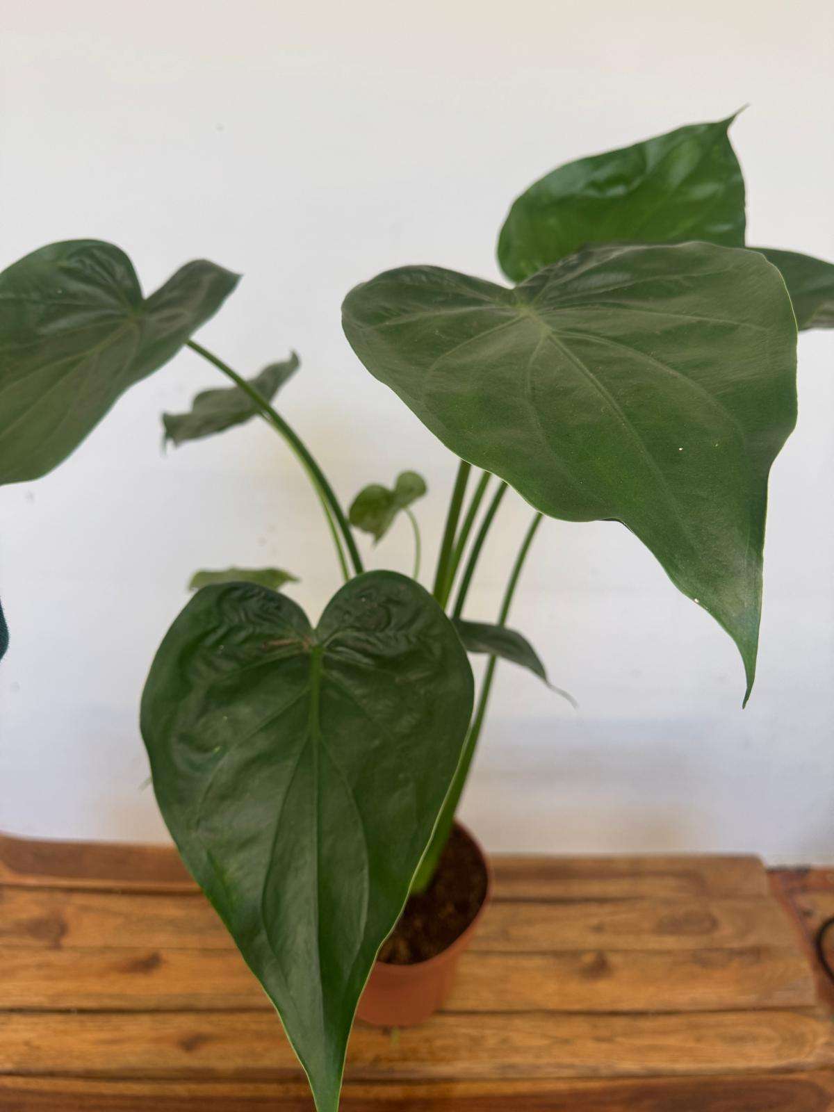 Alocasia Cuccullata - V.21 - Image 2