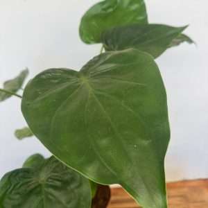 Alocasia Cuccullata - V.21