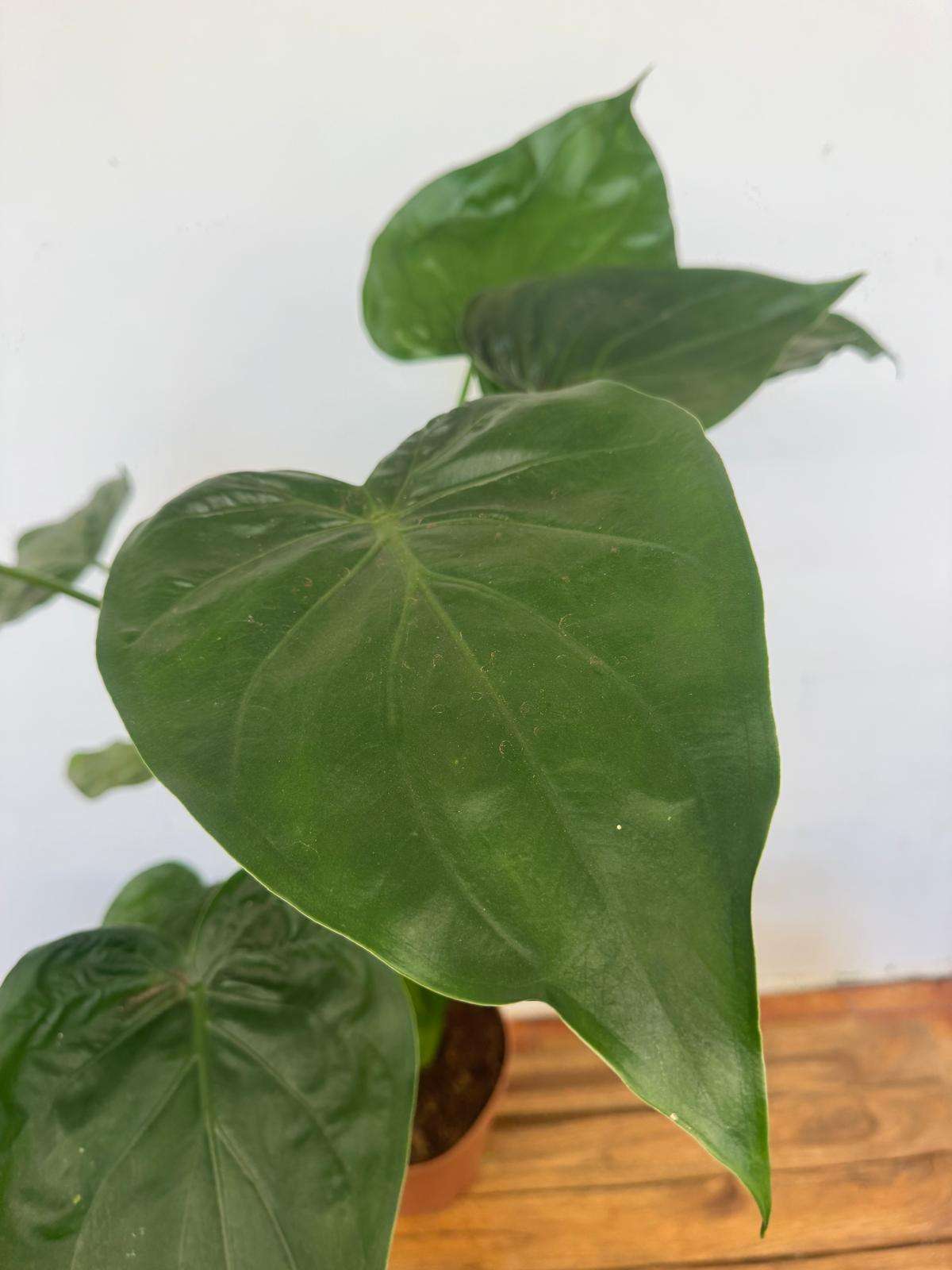 Alocasia Cuccullata - V.21