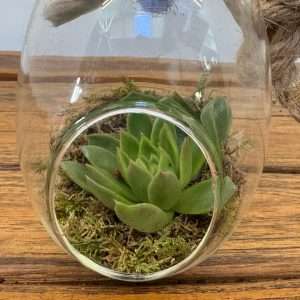 Terrário Vidro - Echeveria