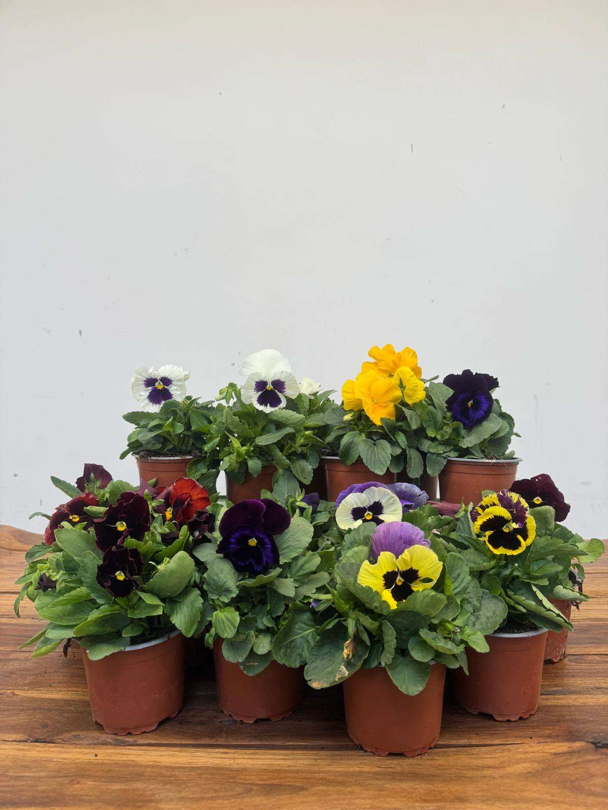 Conjunto de 15 plantas 'Amores Perfeitos' - V.10 - Image 2